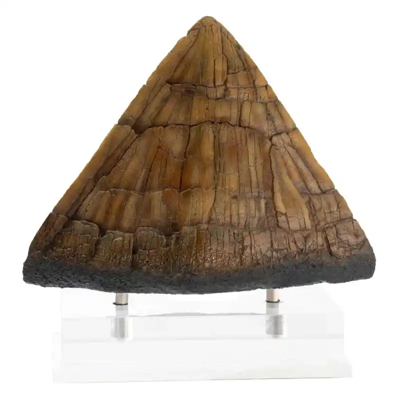 Achat Immédiat Jurassic Park Statue Triceratops Spike Prop (Reproduction) 19cm